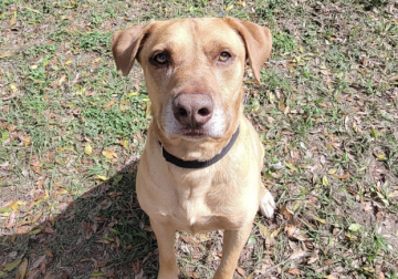 Shelter dog of the week: Duke